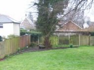 Second Large Lime Tree